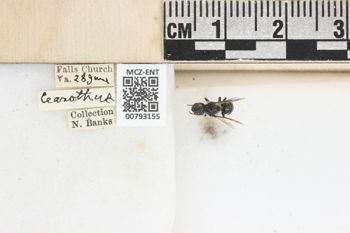 Media type: image;   Entomology 793155 Aspect: Labels